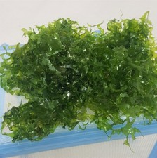 Subwassertang pelia live for sale  Lugoff