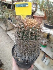 Gymnocalycium gerardii. succul usato  Civitanova Marche