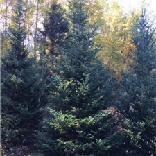 Fraser fir bare for sale  Patton