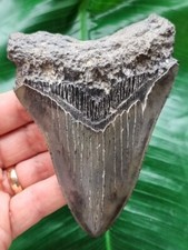Grauer zahn megalodon gebraucht kaufen  Göppingen