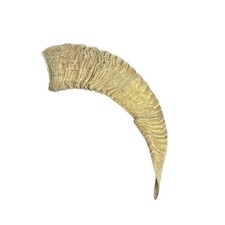012cmu corno muflone usato  Courmayeur
