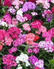 80002621 dianthus barbatus gebraucht kaufen  Reutlingen