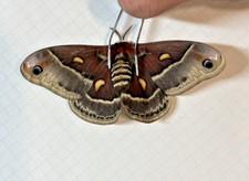 Saturnidae hyalophora columbia d'occasion  Expédié en Belgium