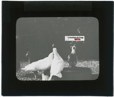 Pigeons oiseaux animaux d'occasion  Grenade