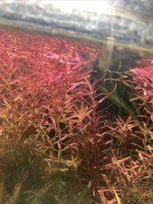 Plante aquarium plante d'occasion  Toulouse-