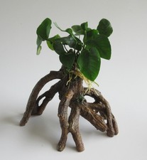 Wurzel anubias barteri gebraucht kaufen  Stolberg (Rhld.)