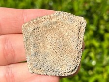 Nice texas fossil for sale  Coppell