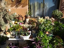 Plantes grasses grand d'occasion  Saint-Cyprien