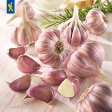 Winterknoblauch germidour knol gebraucht kaufen  Aurich