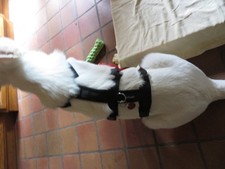 Petlando hunde sicherheitsgesc gebraucht kaufen  Altenkirchen, Gries, Ohmbach