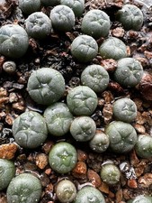 Ornamental cactus tribal for sale  HARPENDEN