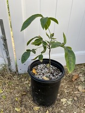 Grafted younghan gold for sale  Corona