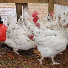 Splash copper marans for sale  Gleason
