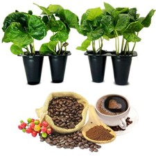 Coffee plant arabica for sale  Apopka