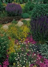 Cottage garden flowers for sale  PORTSMOUTH