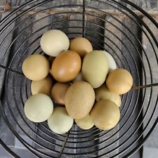 Olive egger hatching for sale  Gleason