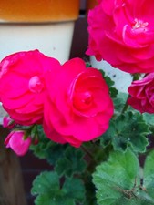 Pelargonie geranie viva gebraucht kaufen  Patersdorf