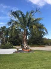 Butiagrus seeds hybrid for sale  Gainesville