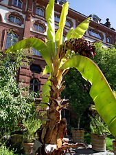 Ensete ventricosum falso usato  Torino
