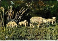 Animaux moutons maman d'occasion  Fruges