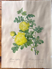 Gravure lithographiée ancienne ROSA SULFUREA par P.J.REDOUTÉ -LANGLOIS sculp comprar usado  Enviando para Brazil