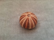 Sea urchin shell for sale  NUNEATON
