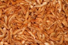 1kg gamberetti essiccati usato  Ostuni