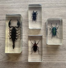 Lot insectes inclusion d'occasion  Sangatte