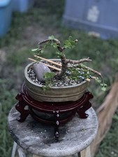 Jade bonsai tree for sale  Pinellas Park