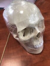 Modello cranio umano usato  Napoli