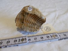 Fossile.trilobite.calymene.mar d'occasion  Sainte-Maxime
