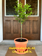 Navel orange tree for sale  Vero Beach