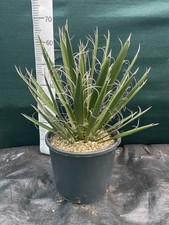 Yucca carnerosana litre for sale  ASHFORD
