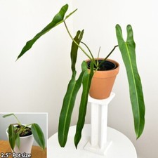 Seeds spiritus sancti for sale  Spring City