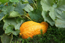 Graines courge boston d'occasion Graines courge boston d'occasion  Expédié en France