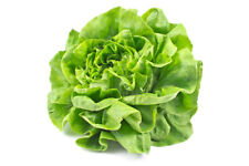 Vegetable plants lettuce for sale  BANBURY
