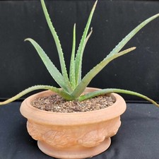 Aloe vera medicinal for sale  Valley Village