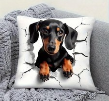Super soft dachshund for sale  HALESOWEN