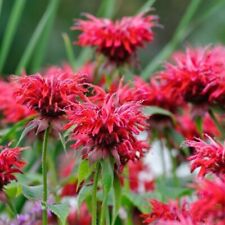 Bergamot plug plants for sale  LONDON