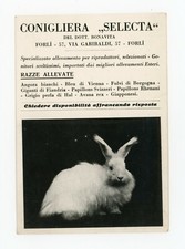 Cartolina conigliera selecta usato  Torrita Tiberina