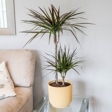 Dragon tree madagascar for sale  Opa Locka