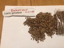 Dahurian larch tree d'occasion  Expédié en Belgium