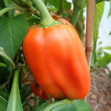 Sweet pepper seeds for sale  STAFFORD