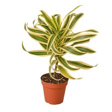 Dracaena song india for sale  Old Town