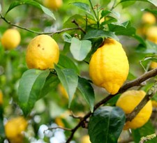 Limone agrumato positano usato  Napoli