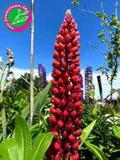 Rote lupine edelknabe gebraucht kaufen  Tittmoning