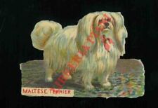 Cani maltese terrier. usato  Italia