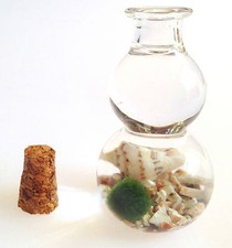 Baby marimo lucky for sale  MANCHESTER