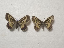 Zerynthia polyxena paar gebraucht kaufen  Guben
