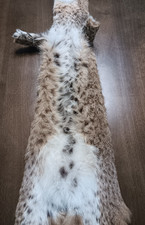 Bobcat fur professionally for sale  Andalusia